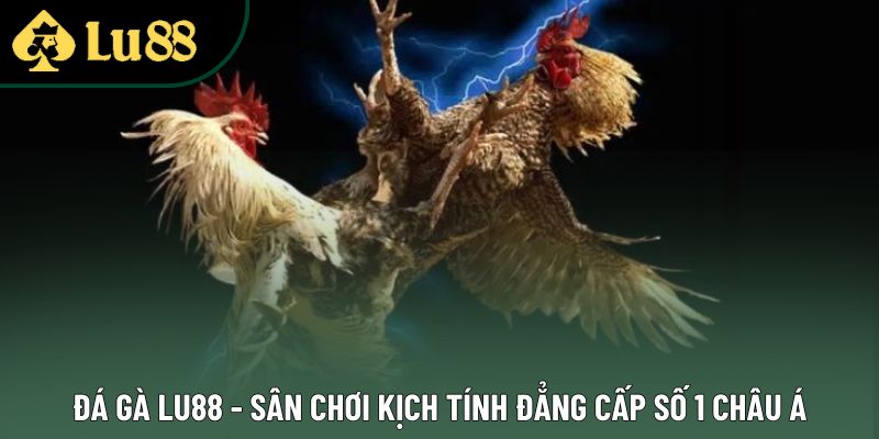 Đá Gà Lu88 - Sân Chơi Kịch Tính Đẳng Cấp Số 1 Châu Á